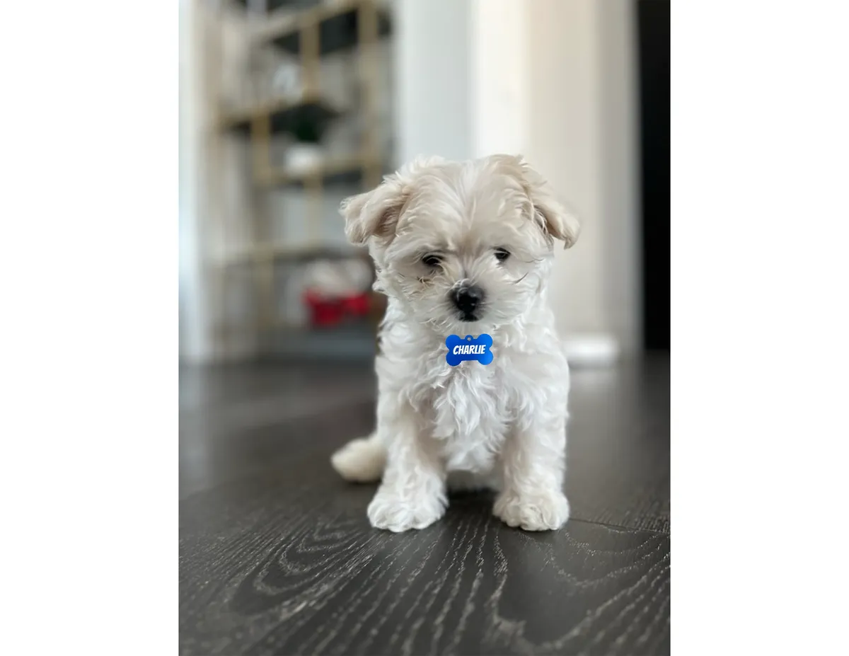 Dog Name Tag